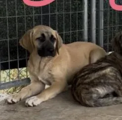 A baby extra large-sized female Tricolor (Brown, Black, & White) Anatolian Shepherd dog named Cardi B for adoption in Boulder, CO