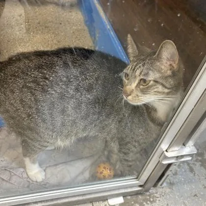 A baby small-sized female Brown / Chocolate Domestic Short Hair cat named Annie for adoption in Rapid City, SD