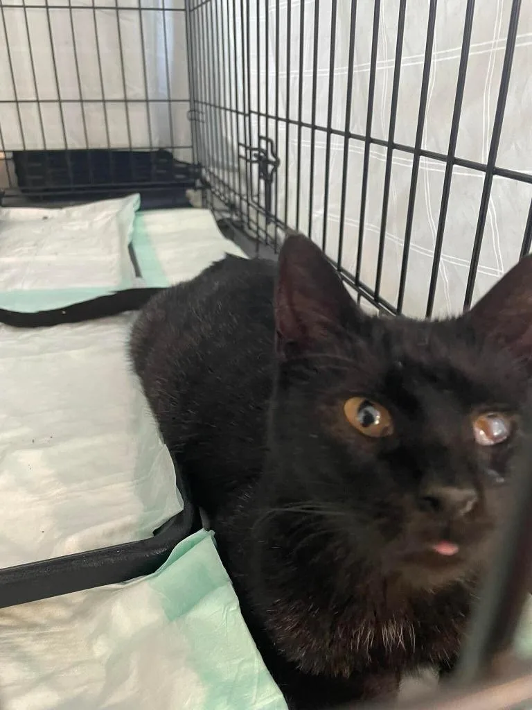 A young medium-sized female Domestic Short Hair cat named Gallah for adoption in Tulsa, OK