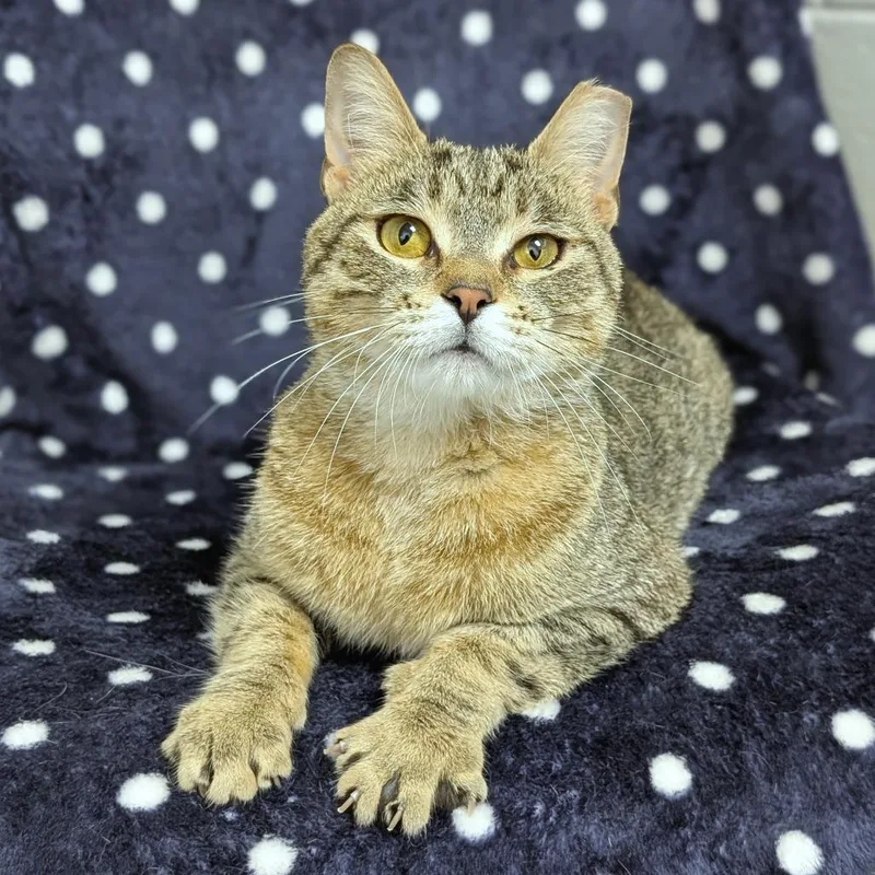 An adult medium-sized male Brown / Chocolate Domestic Short Hair cat named Puzzle for adoption in Brookfield, WI