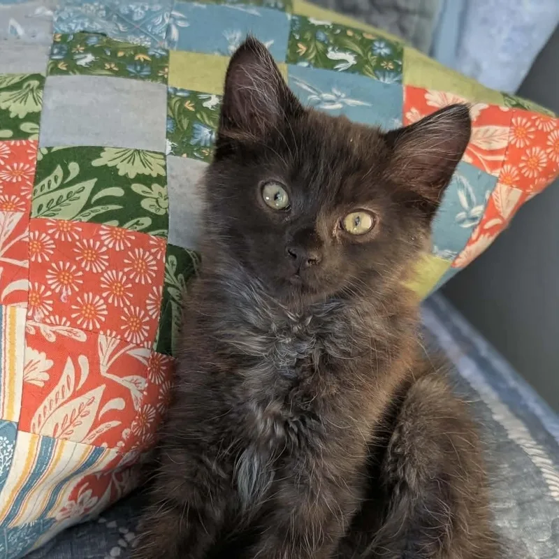A young medium-sized male Black Domestic Long Hair cat named Matrix for adoption in Greenfield, CA