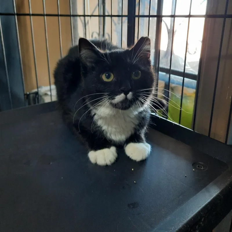 An adult small-sized male Black Domestic Short Hair cat named Boppity for adoption in Casa Grande, AZ