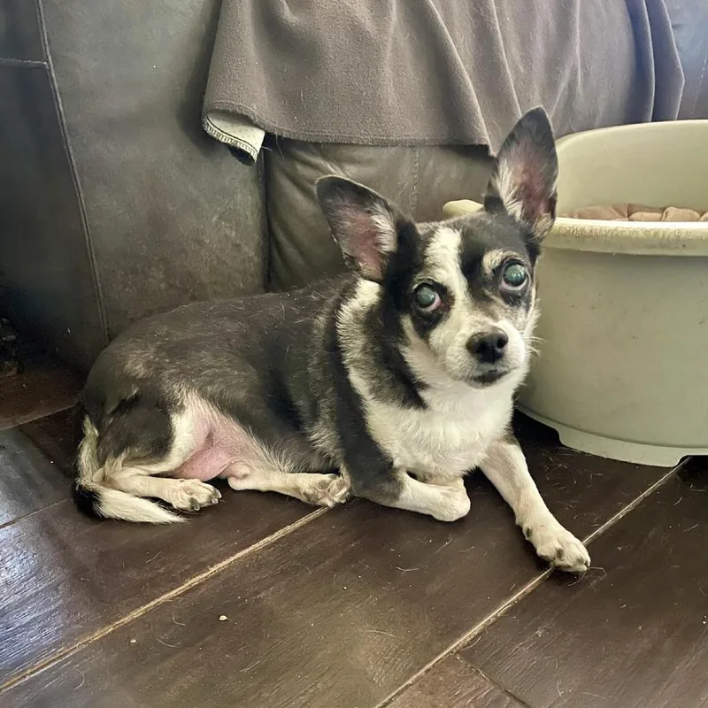 A senior small-sized male Black Chihuahua dog named Mickey Jr. for adoption in Apple Valley, CA