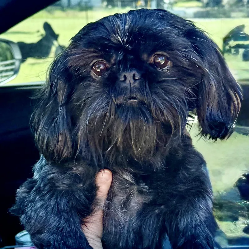 An adult small-sized male Black Shih Tzu dog named Sachi Miller for adoption in Plano, TX