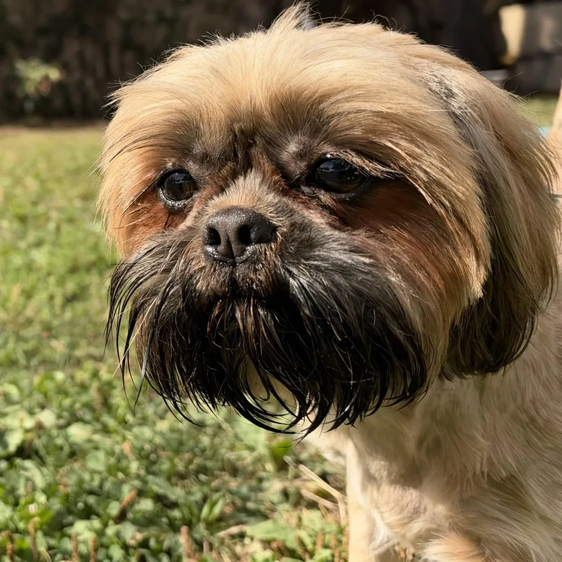A young small-sized female Mixed Breed dog named Margo for adoption in Oakland, CA