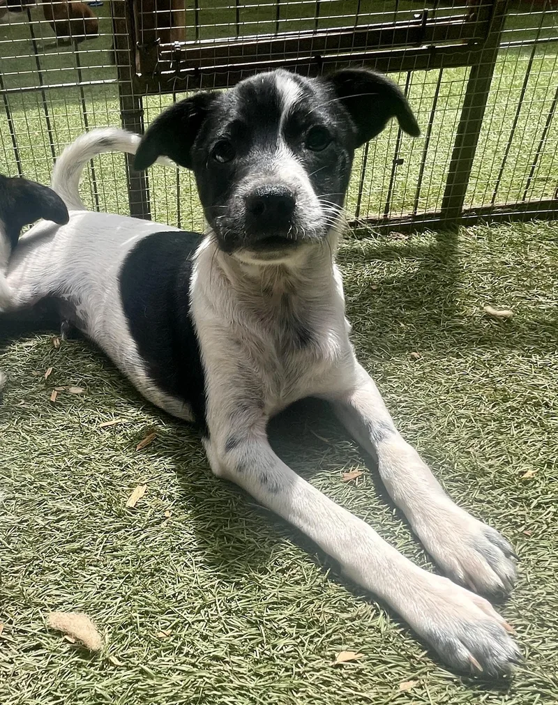 A baby small-sized male Terrier dog named William Henry for adoption in El Cajon, CA