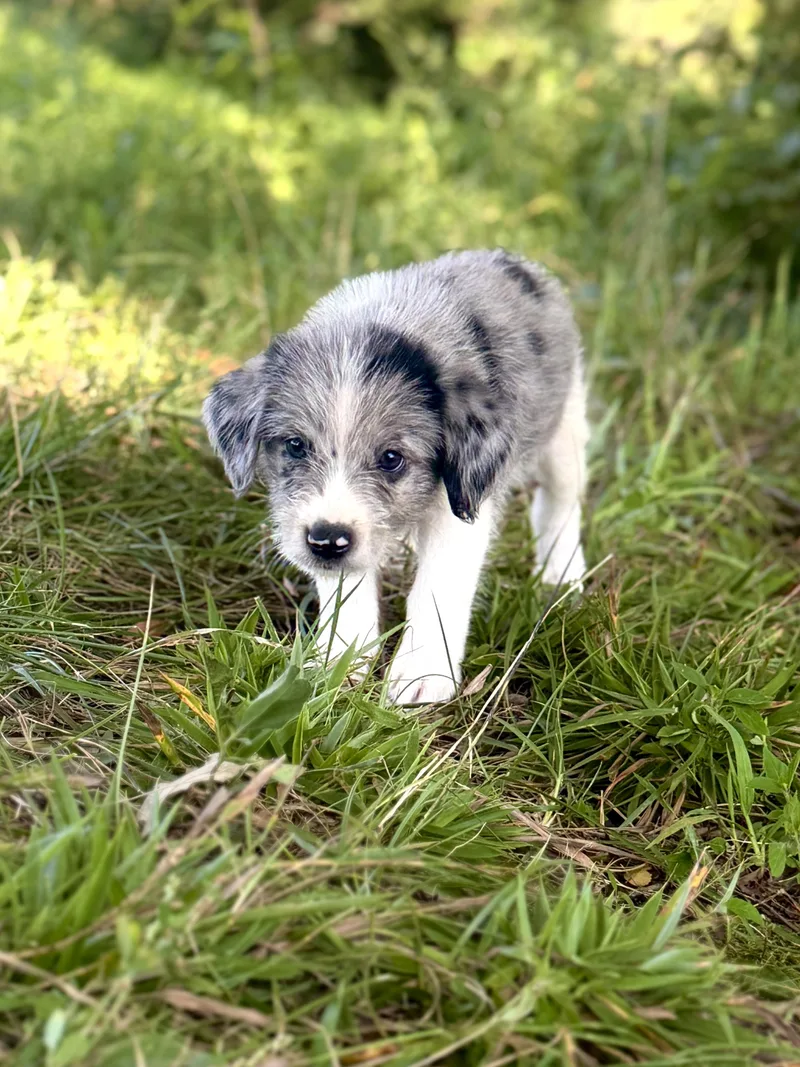 A baby small-sized male White / Cream Wheaten Terrier dog named Willie for adoption in Gradyville, KY