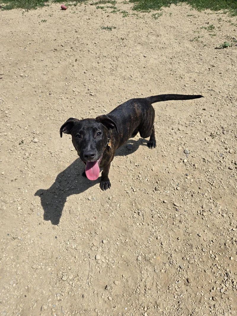 A young large-sized male Mixed Breed dog named Manwich for adoption in Maquoketa, IA