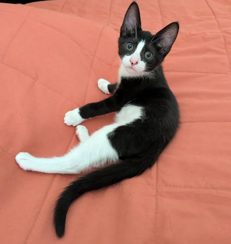 A baby medium-sized male Black & White / Tuxedo Domestic Short Hair cat named Guppy for adoption in Queen Creek, AZ