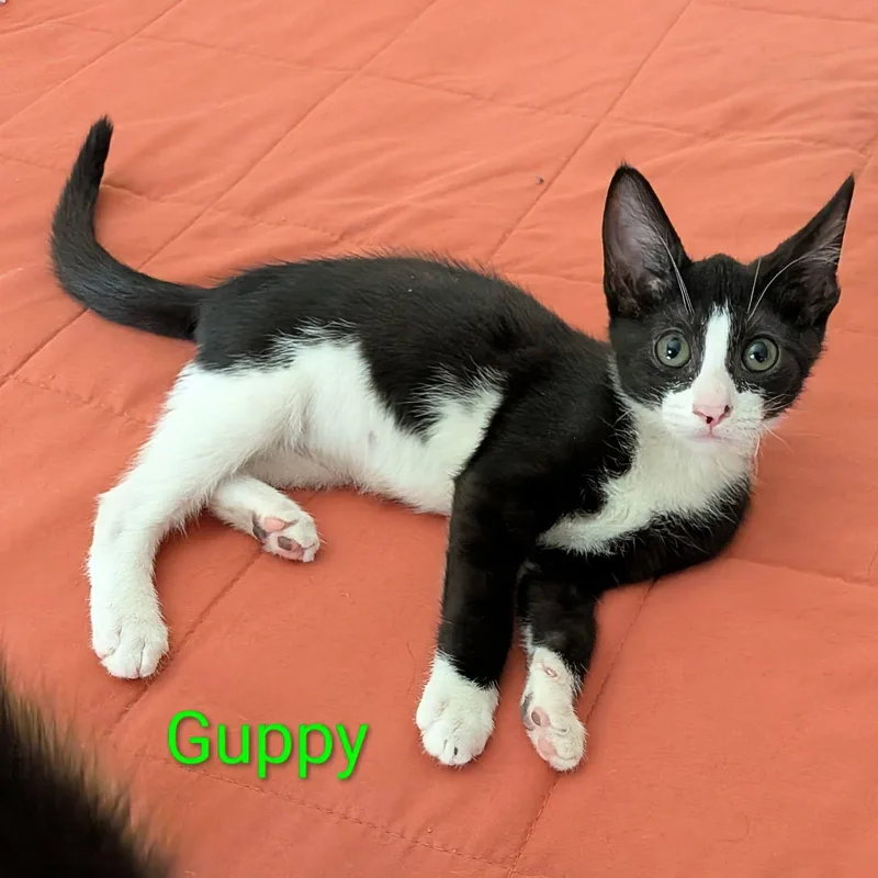 Guppy thumbnail 3