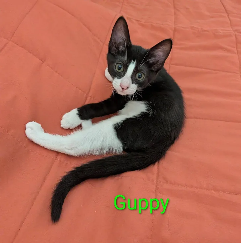 Guppy thumbnail 4