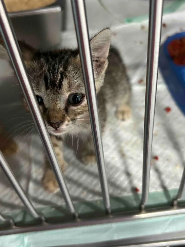 A baby small-sized female American Shorthair cat named Pixy for adoption in Glen Rose, TX