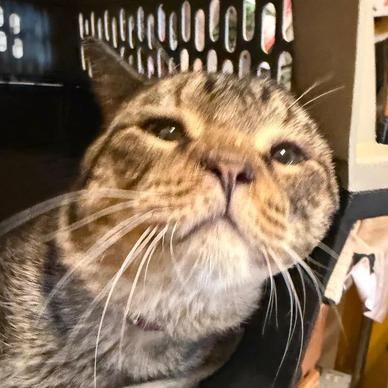 An adult large-sized male Brown / Chocolate Domestic Short Hair cat named Caesar for adoption in Howard beach, NY