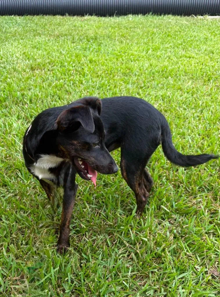 A baby small-sized female Mixed Breed dog named Bubbles for adoption in Fond Du Lac, WI