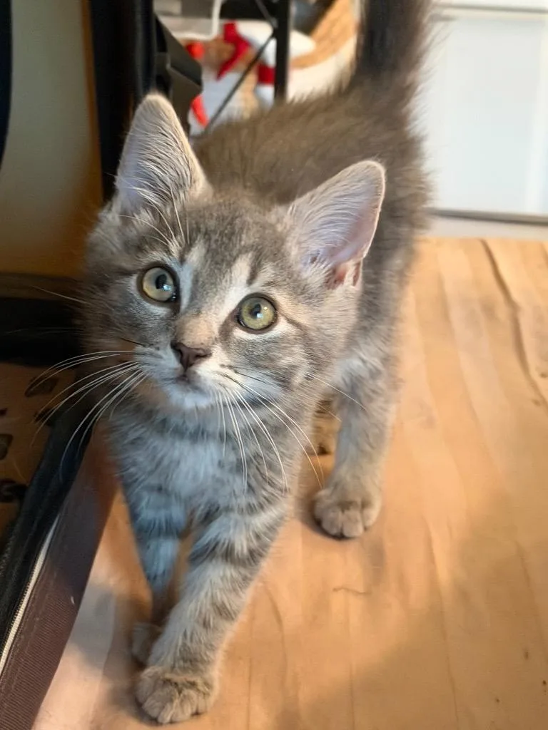 A baby small-sized male Domestic Short Hair cat named Mula for adoption in Ewing, NJ