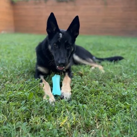 A young medium-sized female Sable Shepherd dog named Funny Lila for adoption in Houston, TX