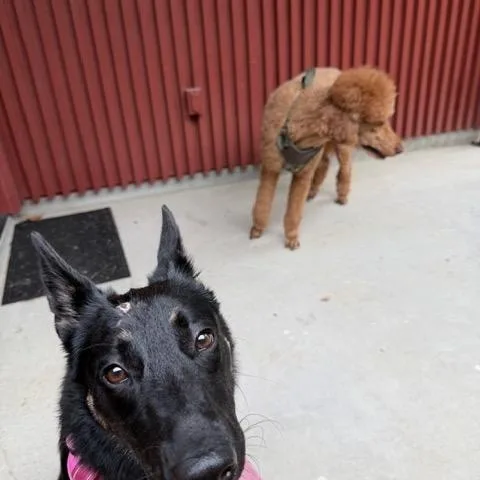 Funny Lila thumbnail 2