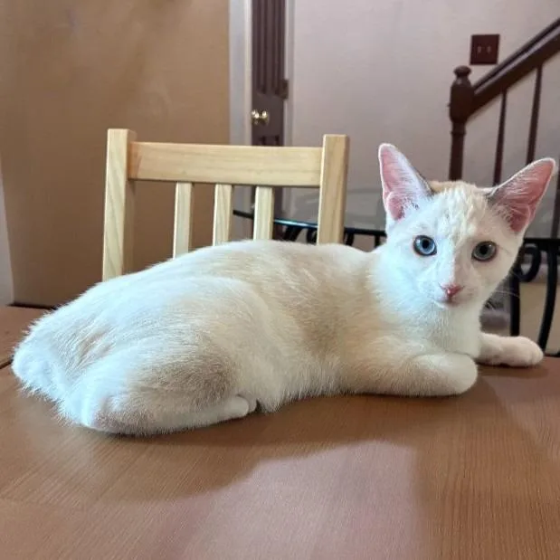 A baby medium-sized female Manx cat named Imara for adoption in Youngsville, NC