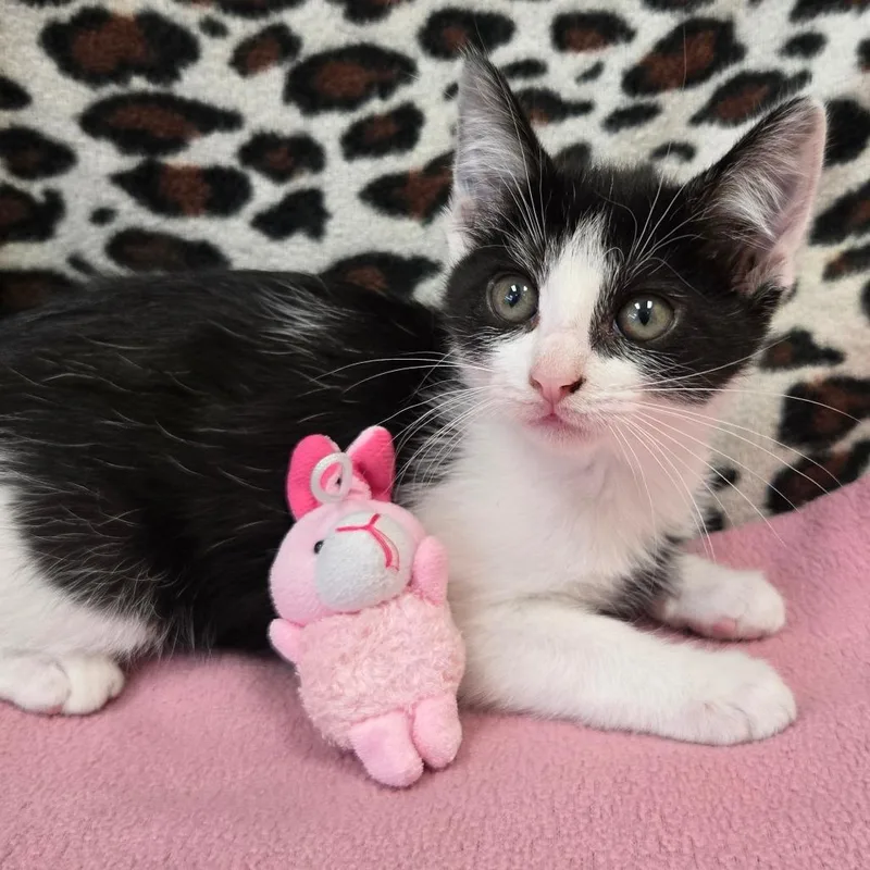 A baby small-sized female Black Domestic Short Hair cat named Darla for adoption in West Olive, MI
