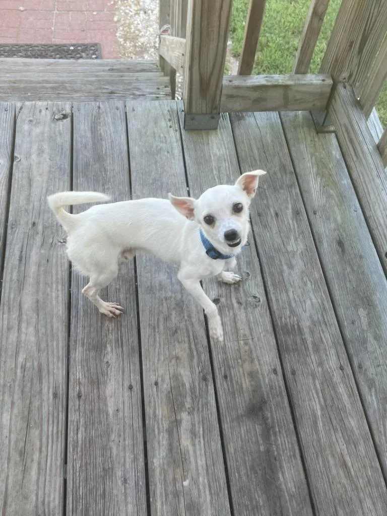An adult small-sized male Chihuahua dog named Milo Jr. for adoption in New Bern, NC