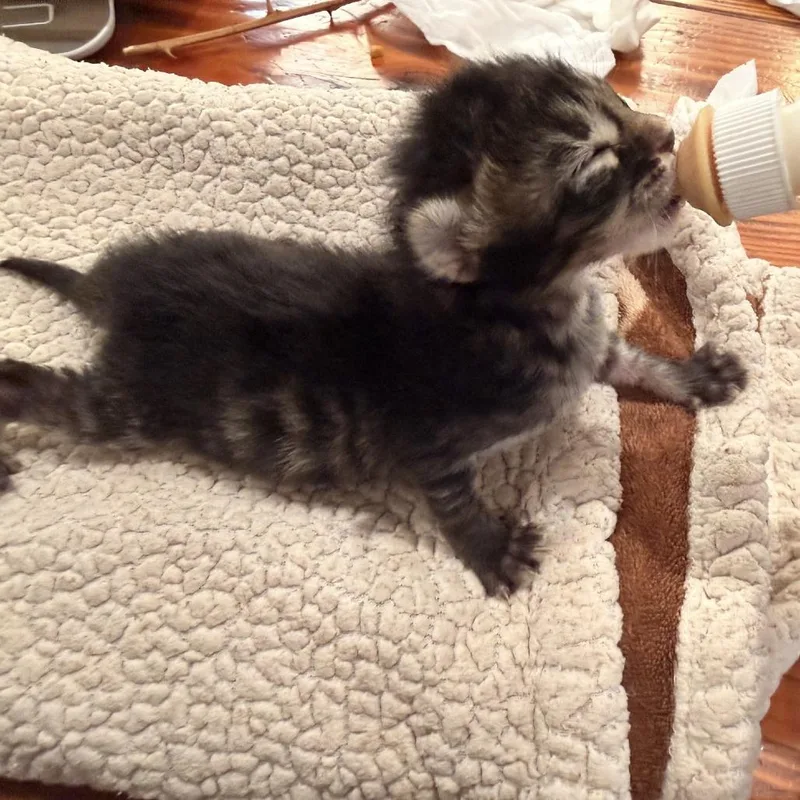 A baby small-sized male Brown / Chocolate Domestic Short Hair cat named Scooter for adoption in Los Angeles, CA