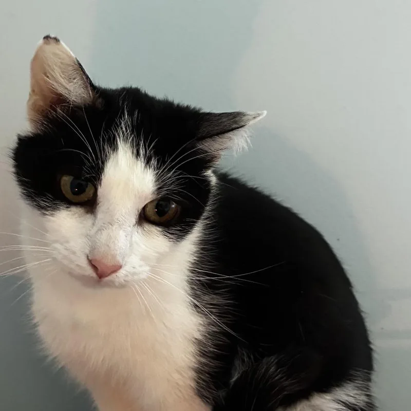 An adult small-sized female Black Domestic Short Hair cat named Angel for adoption in Ashland, VA
