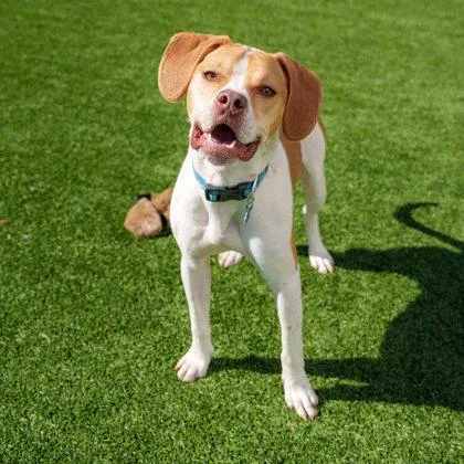 An adult large-sized male Brown / Chocolate Mixed Breed dog named Theo for adoption in Atlanta, GA