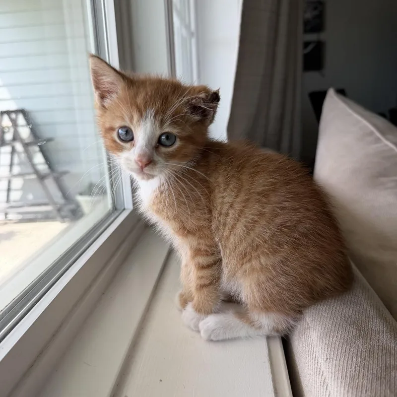 A baby small-sized female Orange / Red Domestic Short Hair cat named "Nessy" for adoption in Perkiomenville, PA