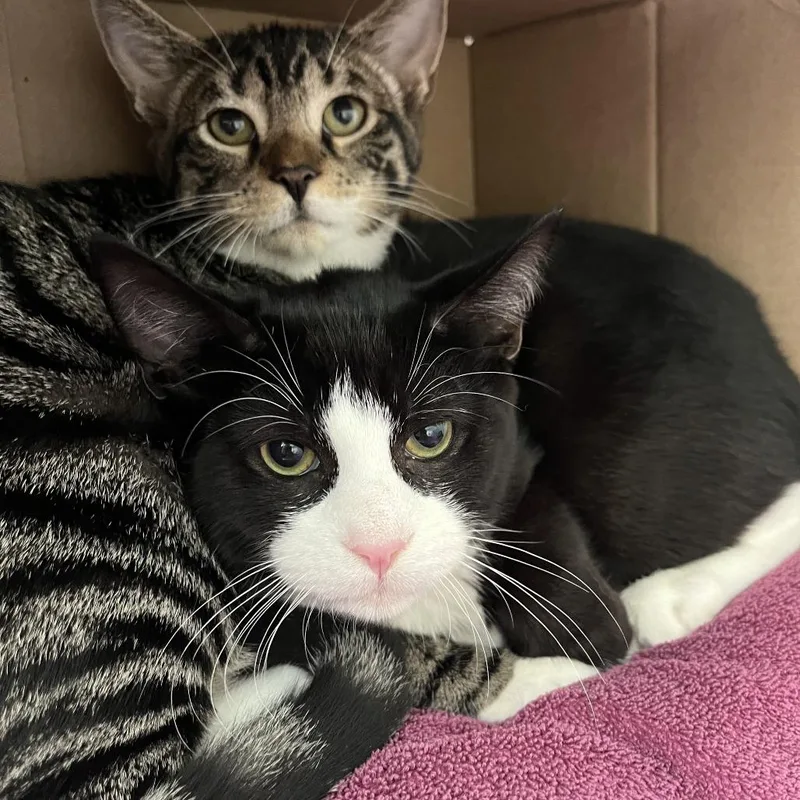 A baby medium-sized male Domestic Short Hair cat named Jellybean for adoption in Newark, NJ