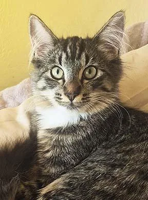 A baby medium-sized female Tabby (Brown / Chocolate) Tabby cat named Honey Bee for adoption in Tiburon, CA