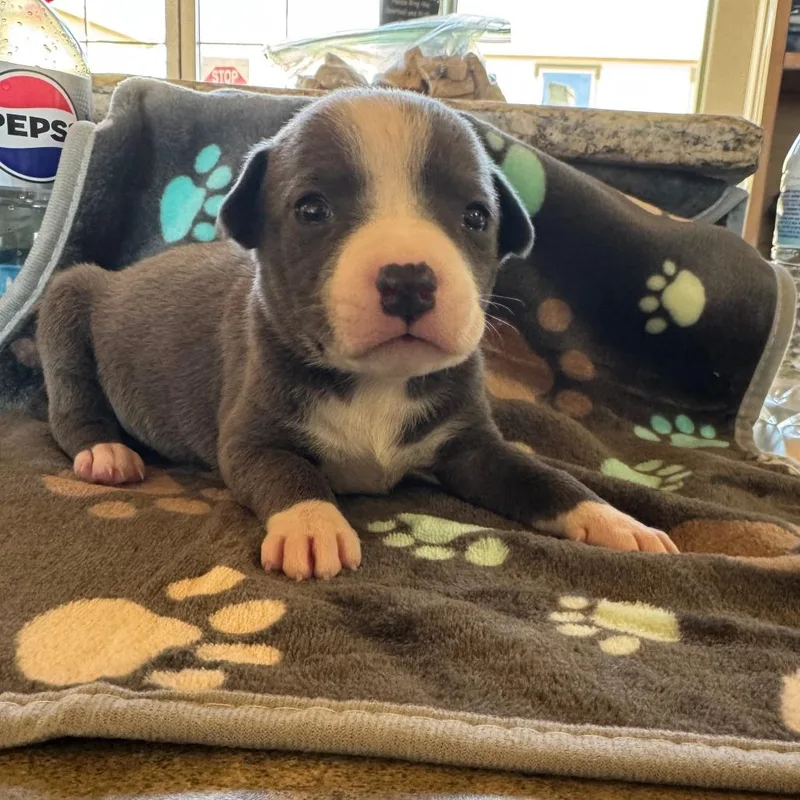 A baby medium-sized female Gray / Blue / Silver American Staffordshire Terrier dog named Mikayla for adoption in Fredericksburg, TX