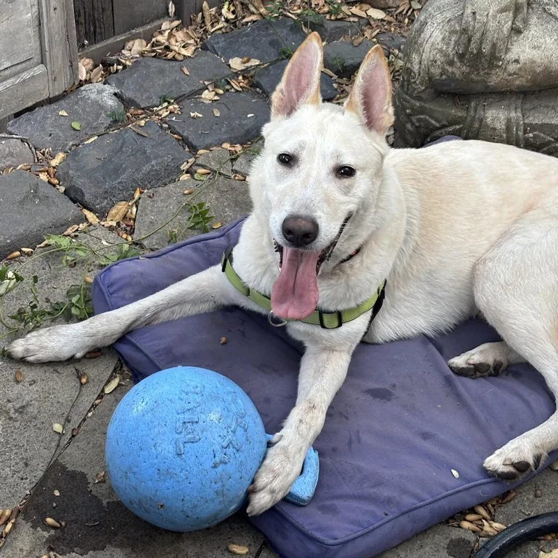 An adult medium-sized male White / Cream Shepherd dog named Macintosh for adoption in San Francisco, CA