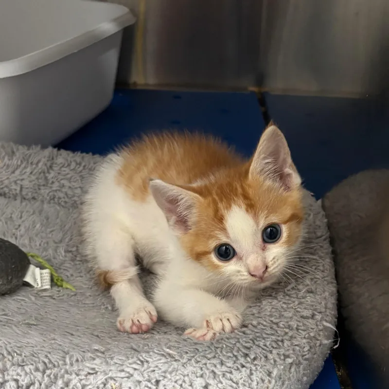 A baby small-sized male Orange & White Domestic Short Hair cat named Cheese for adoption in Bryson City, NC