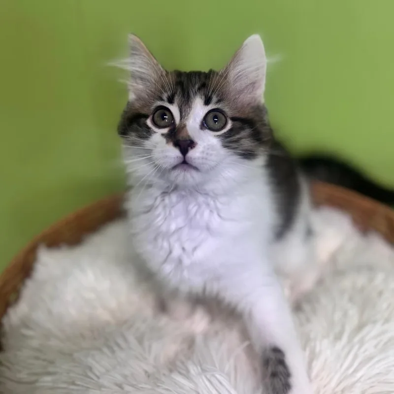 A baby small-sized male Brown / Chocolate Domestic Medium Hair cat named Mako for adoption in Brownsboro, AL