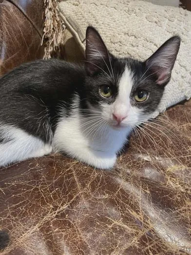 Gallagher thumbnail 4