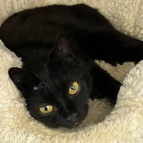 An adult medium-sized female Black Domestic Short Hair cat named Bea for adoption in Poplar Bluff, MO