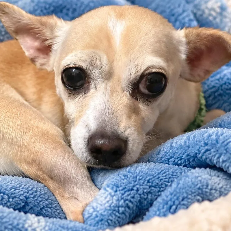 A young small-sized female Chihuahua dog named Tipsy for adoption in Hudson, IL