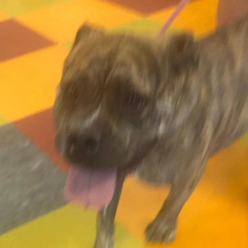 An adult medium-sized female Brown / Chocolate Mixed Breed dog named Fiona for adoption in Philadelphia, PA