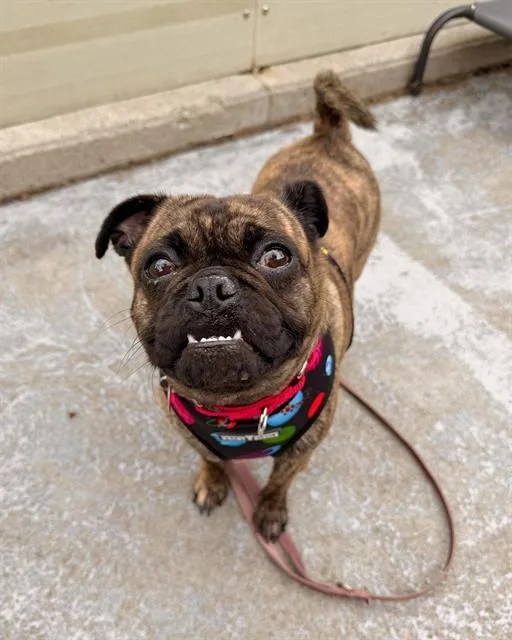 A young medium-sized female Pug dog named Chantel for adoption in Boston, MA