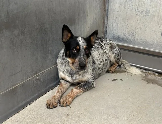 A young large-sized female Australian Cattle Dog / Blue Heeler dog named Denali for adoption in Lancaster, CA