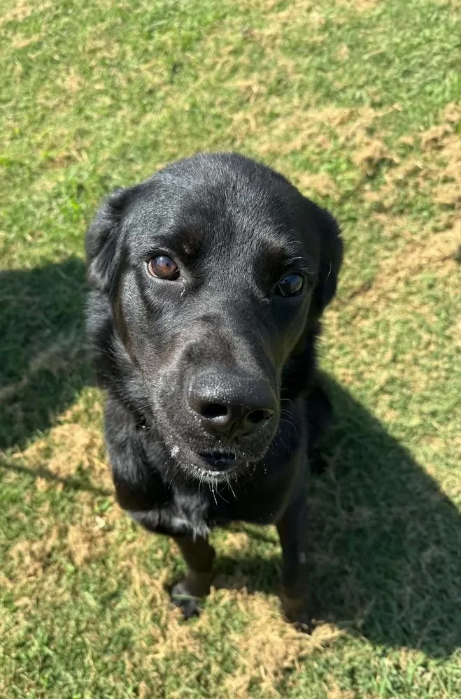 A young medium-sized male Labrador Retriever dog named Rook for adoption in Evansville, IN