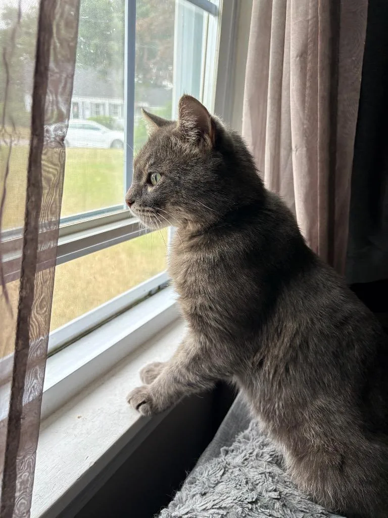 A young medium-sized male Domestic Short Hair cat named Kevin for adoption in Pawtucket, RI