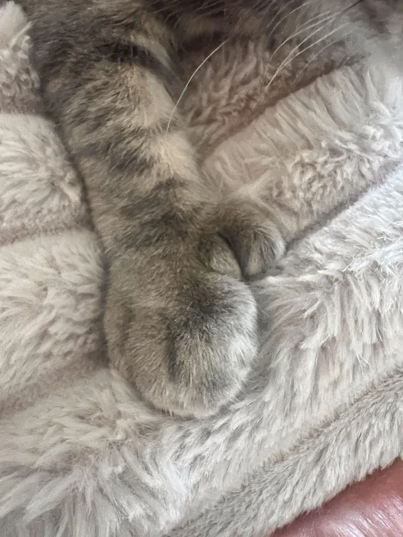 Sir Mighty Mittens thumbnail 2