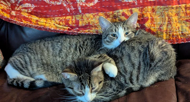 Skipper And Brooks thumbnail 2