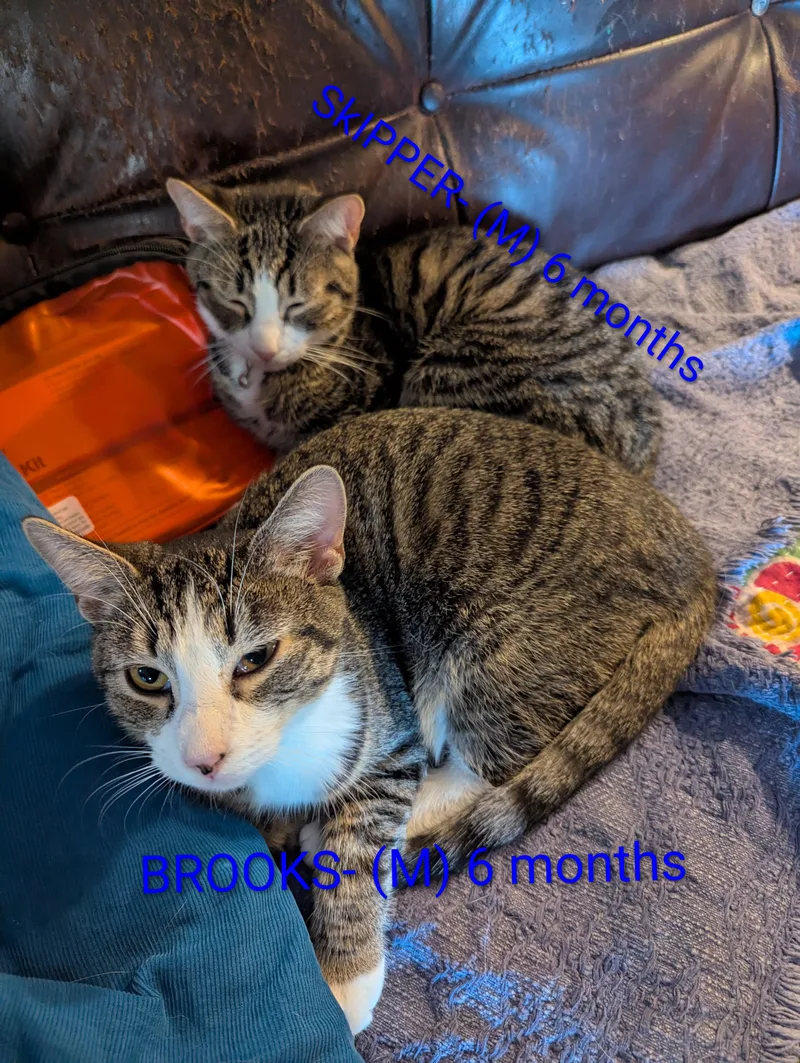 Skipper And Brooks thumbnail 3