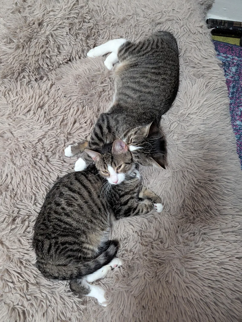 Skipper And Brooks thumbnail 4