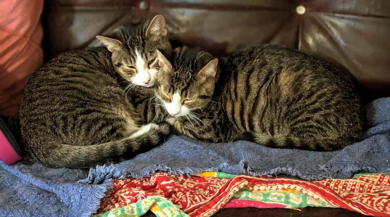 Skipper And Brooks thumbnail 5