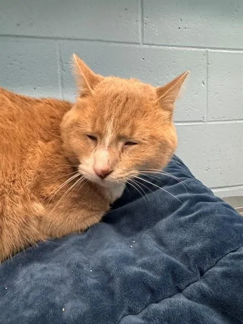 A young medium-sized male Domestic Medium Hair cat named V.a. Beach for adoption in Peoria, IL