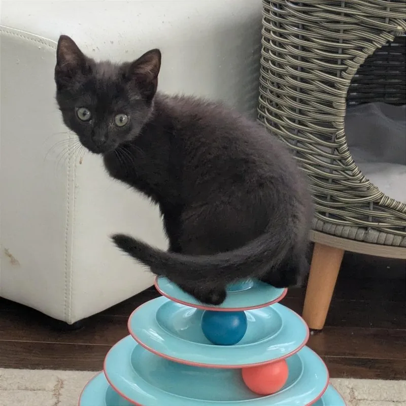 A baby small-sized female Black Domestic Short Hair cat named Alecto for adoption in Gibsonia, PA