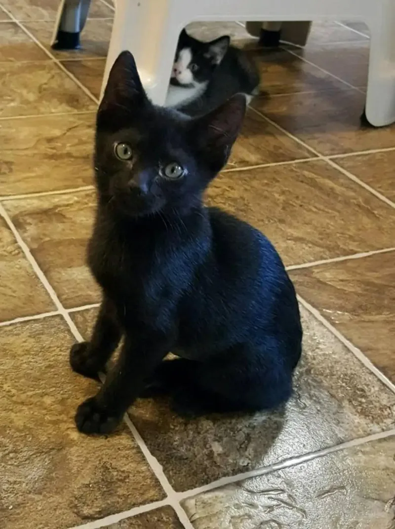 A baby medium-sized male Black Domestic Short Hair cat named Lindy for adoption in Tomah, WI
